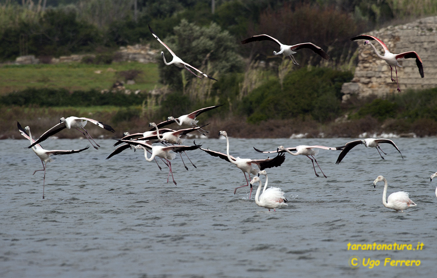 Un salina del salento